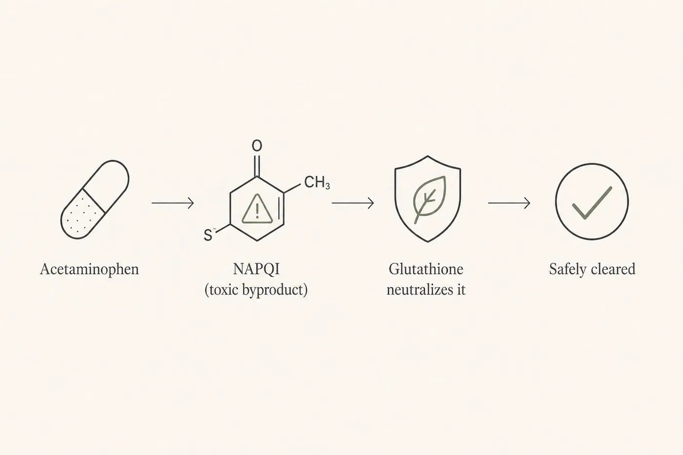 How the liver breaks down acetaminophen into NAPQI and neutralizes it with glutathione