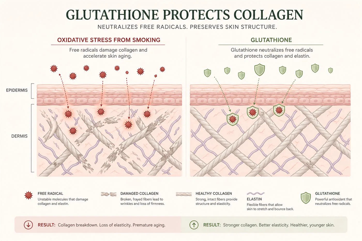 Diagram showing free radicals from smoking damaging collagen versus glutathione protecting it